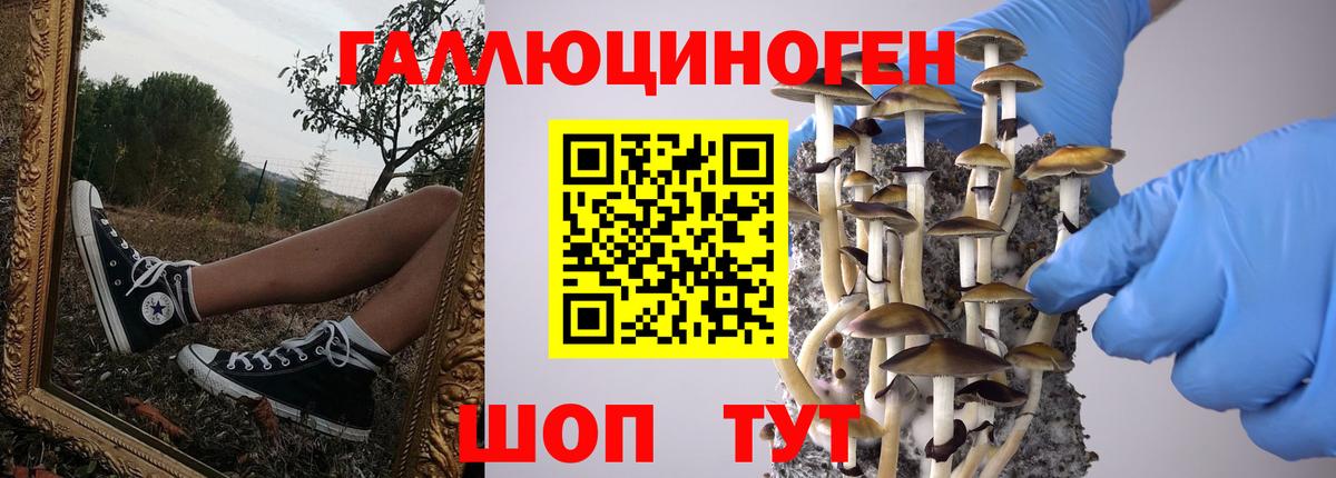 Галлюциногенные грибы Psilocybe Ступино